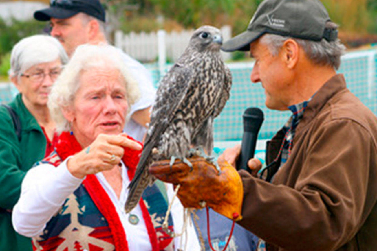 Raptors ready to roost at annual festival