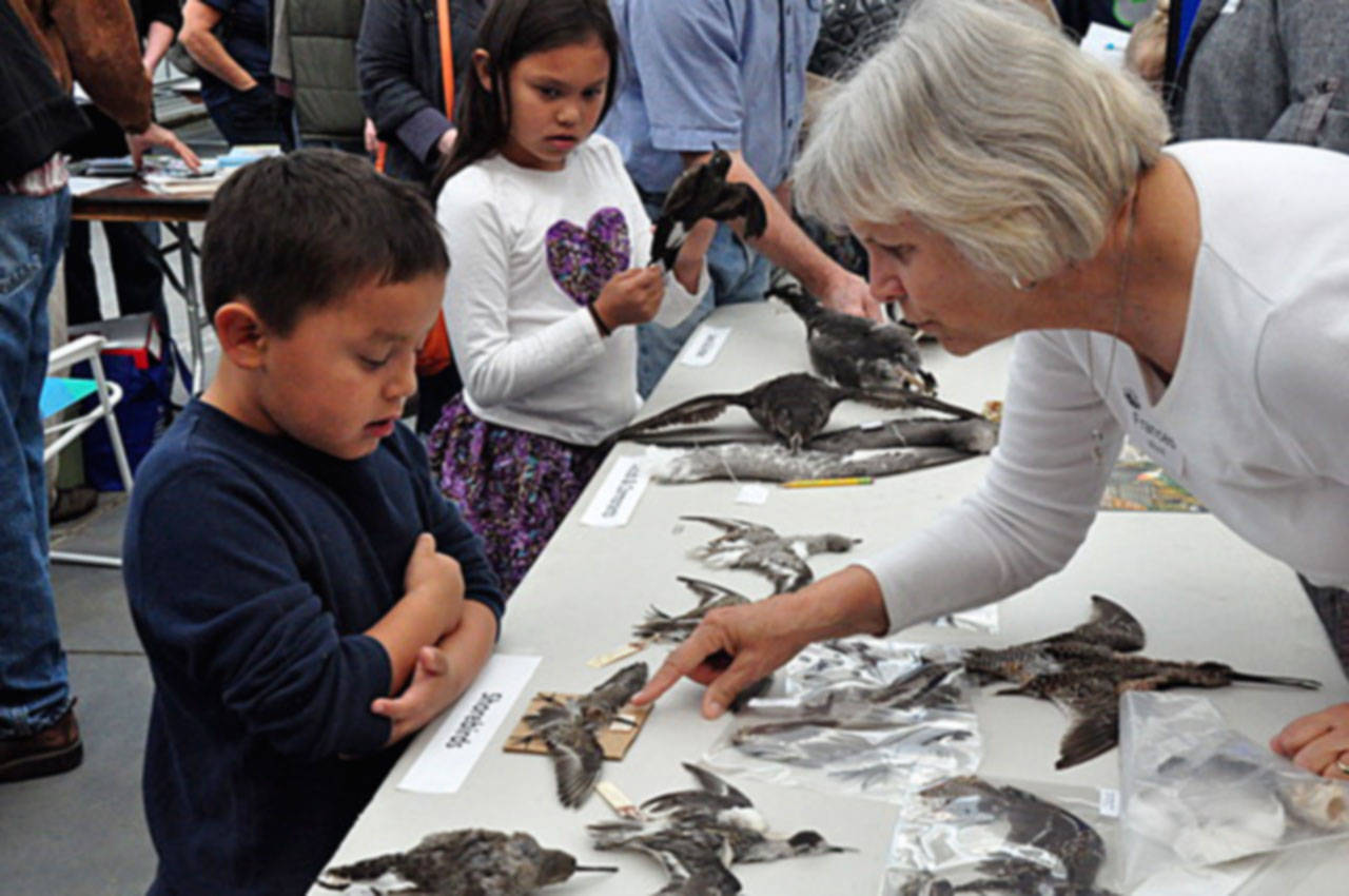 Author and naturalist Frances Wood points out differences in the specimen on display during the 2016 Bird in Hand Festival. Presented by the Whidbey Audubon Society, the free event is open to the public 10 a.m. to 1 p.m. Saturday, Sept. 22 at Bayview Farm and Garden. (Photo provided)