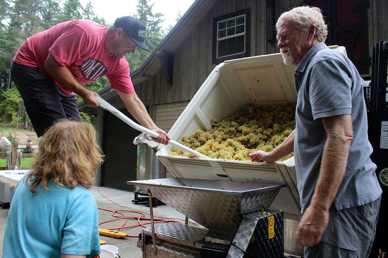 Crushing the first grapes of the fall harvest at Spoiled Dog Winery are Jake Krug (left) owner Karen Krug (center) and her visiting brother, Steve Ostrander. The South Whidbey winery will be part of a tour centering on Maxwelton Valley during Whidbey Island Grown Week. (Photo by Patricia Guthrie/Whidbey News Group)