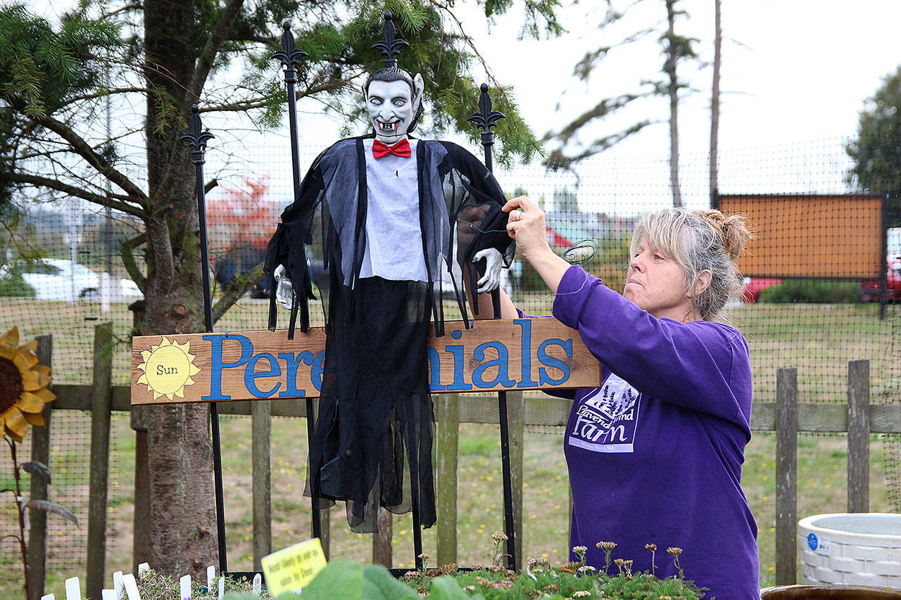 Jackie Bartsch of Rain Shadow Nursery hangs a vampire.                                Photo by Laura Guido / Whidbey News Group