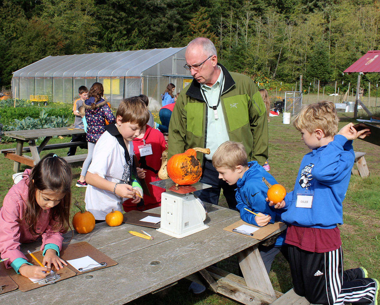 At the South Whidbey Elementary School Farm, Lily Kirmo, left, Arlo McLachlan, fourth-grade teacher Jonathan Forbes, Ryan Ferguson and Caleb Arndt, far right, weigh just-picked pumpkins and squash. (Photo by Patricia Guthrie/Whidbey News Group)