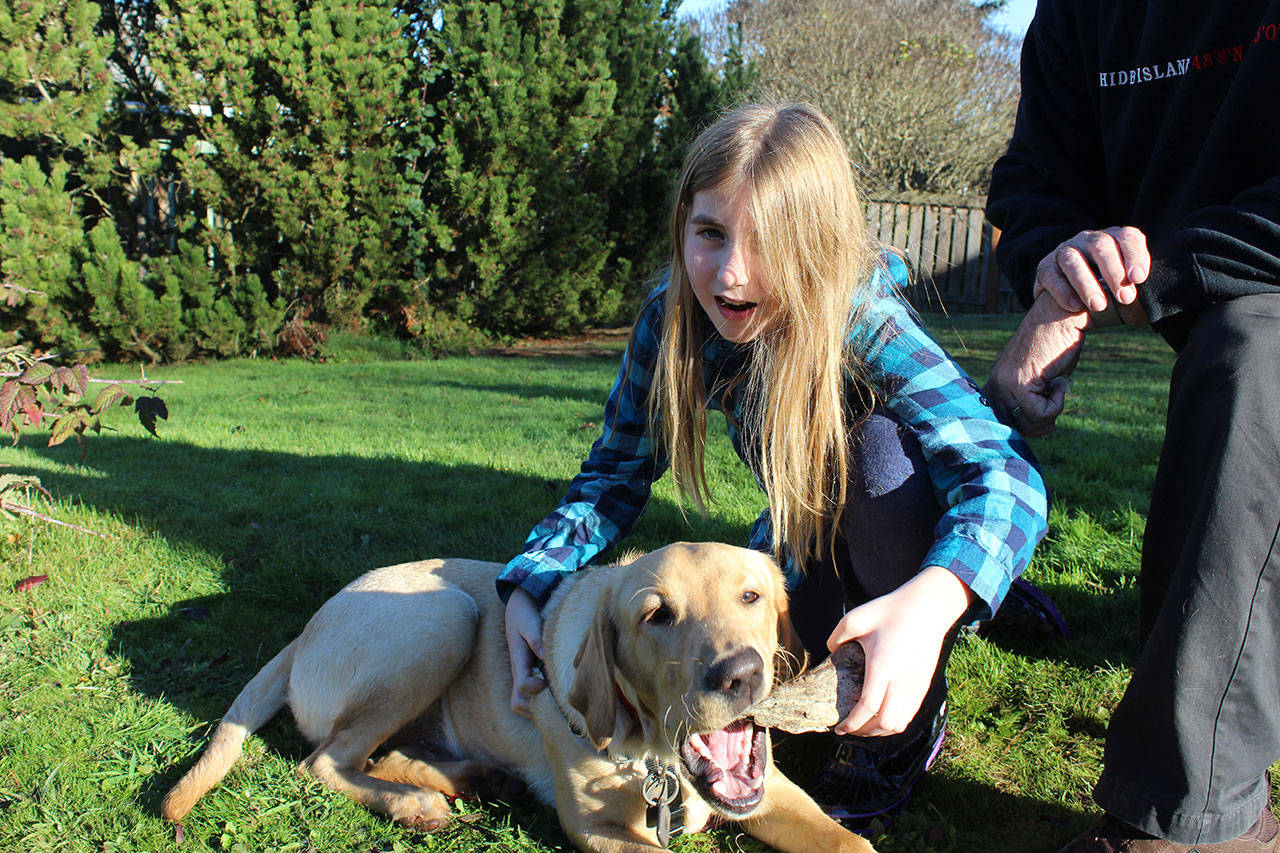 Piper Pontius lets Scout get another taste of the really old tooth the yellow Labrador retriever found in the backyard of her grandfather, Kirk Lacewell. “It does have a smell, a musty smell,” she said. (Photo by Patricia Guthrie/Whidbey News Group)