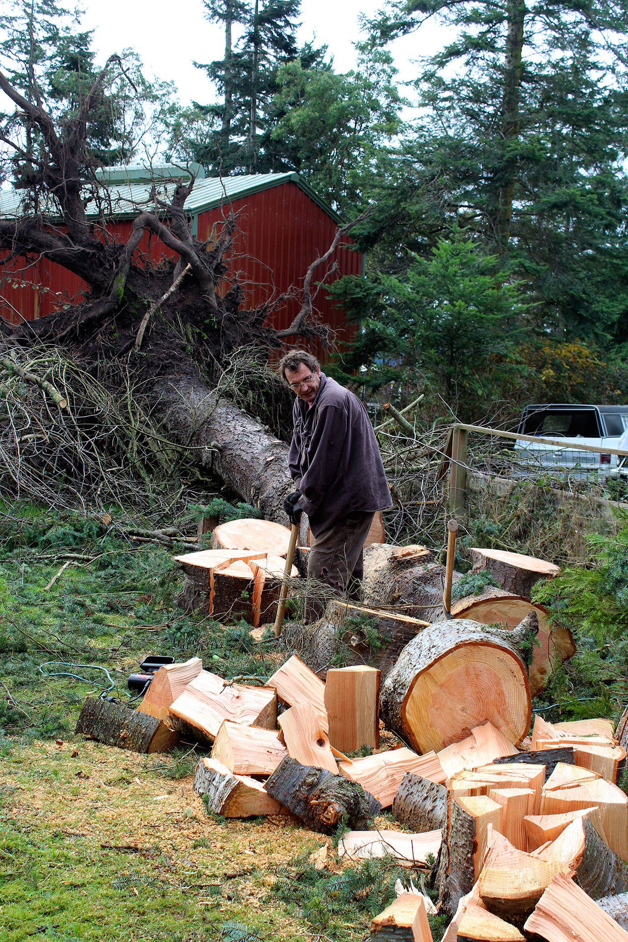Daniel Brooks creates firewood from on one of three massive trees uprooted in the Baby Island Heights during the recent windstorm. (Photo by Patricia Guthrie/Whidbey News Group)