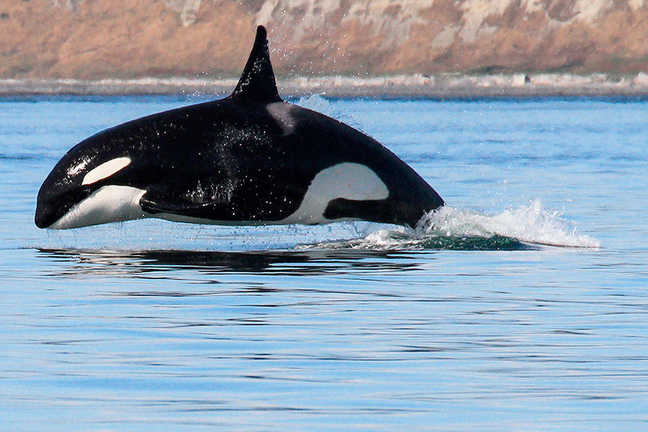 The plight of the southern resident killer whales will be discussed at Sound Waters University that focuses on the ecology of the Salish Sea. (Photo by Jill Hein)
