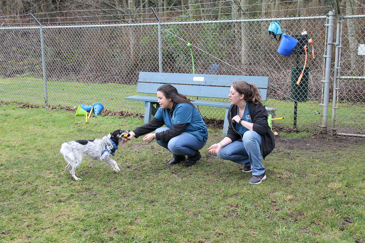 Photo by Jessie Stensland / Whidbey News-Times.                                Mikala Baday and Loren Taylor, animal care technicians at WAIF, play with a cattle dog-mix named Kiya at one of the shelters large play enclosures.