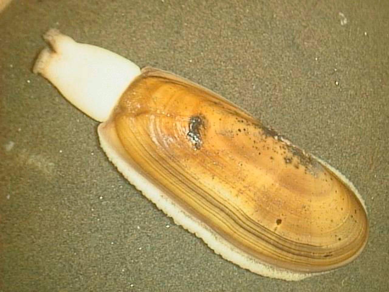 Siliqua patula, a clam native to the Northwest, could become a very special mollusk in Washington. Photo courtesy of Wikipedia Commons.