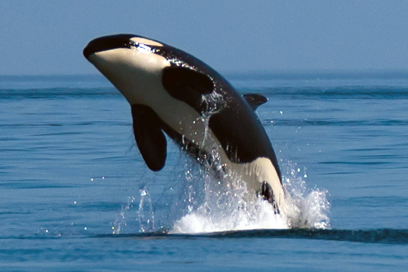 Lawmakers scramble to save Puget Sound orcas