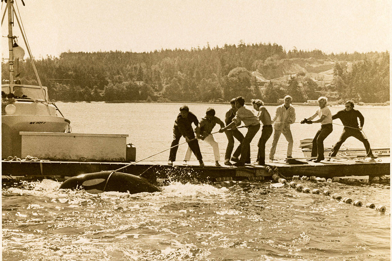 This photo of killer whales being removed from Penn Cove is featured on the cover of Sandra Pollards new book, A Puget Sound Orca in Captivity: The Fight to Bring Lolita Home.