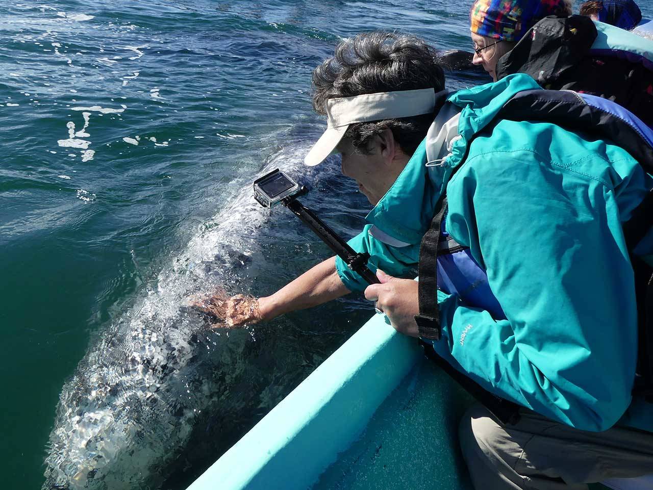 Lee Fritsch reaches out to touch a gray whale in San Ignacio Lagoon in Baja, Mexico. Called “Friendlies,” the curious whales are among a larger group that migrate to the southern waters from Alaska to birth in calm Pacific coast waters. They sometimes nudge their calves up to the small boats. (Photo submitted by Susan Berta, Orca Network)