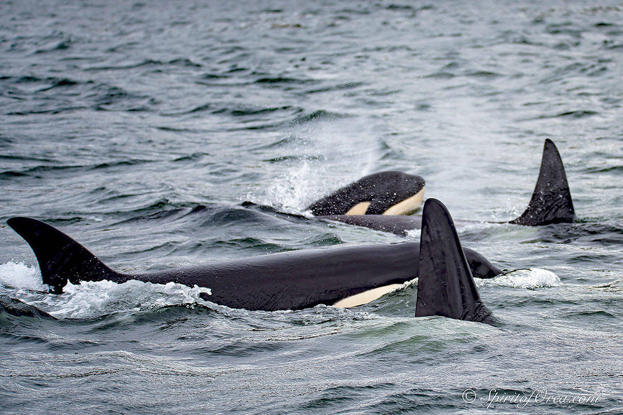 Puget Sound’s southern resident orcas, which use echo-location to find food, would be protected by a new speed limit for vessels approaching the endangered species. (Photo by Ken Rea, SpiritofOrca.com)