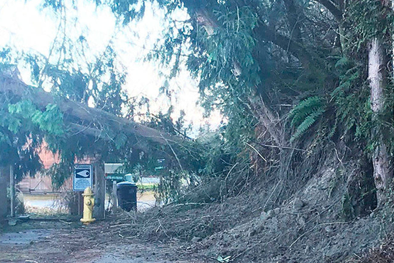 South Whidbey homes deemed safe following landslide