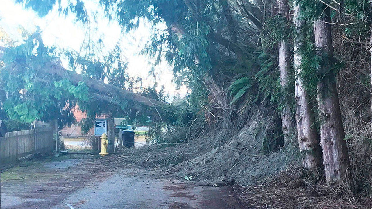 The South Whidbey landslide reported Thursday toppled trees and covered part of the roadway on Bells Lane. (Photo provided by South Whidbey Fire/EMS)