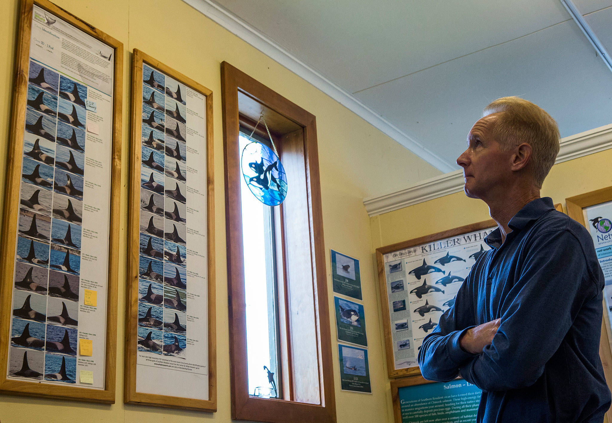 Clayton Wright looks at a chart of different orca whales at the Langley Whale Center. (Olivia Vanni / The Herald)