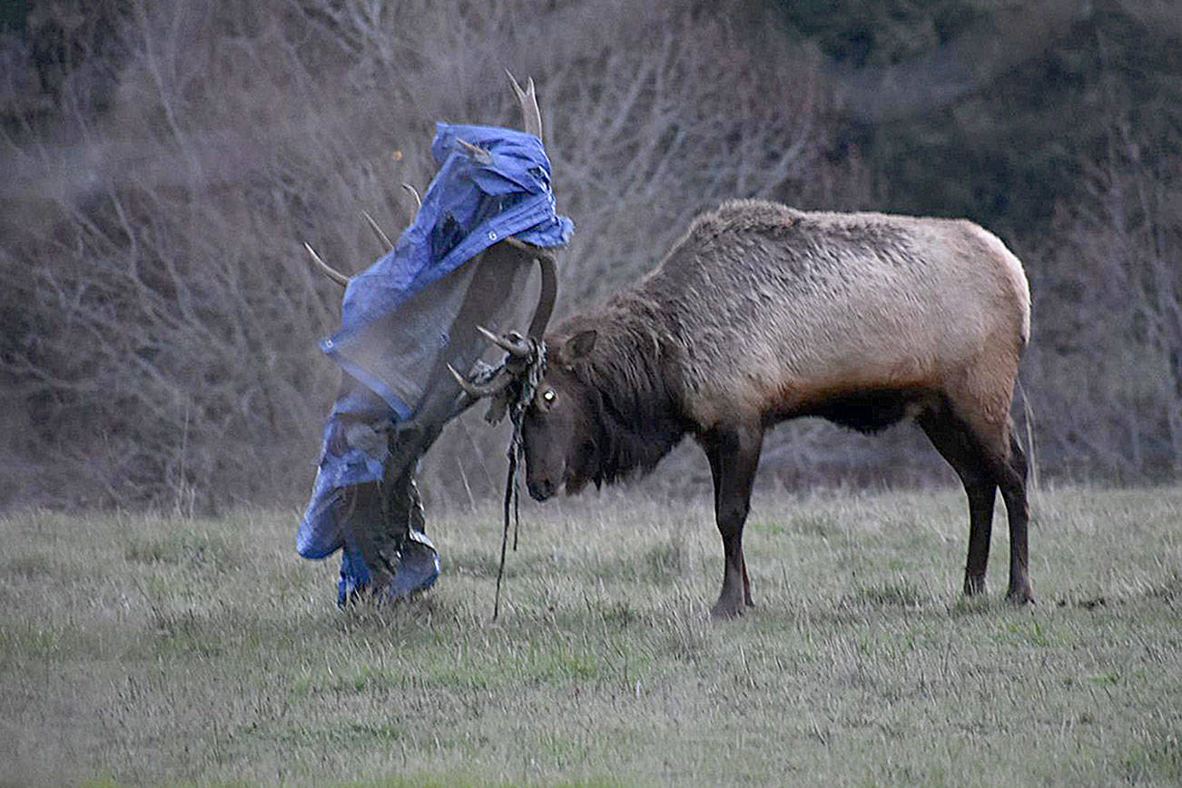 Whidbey’s lone elk tangled — again