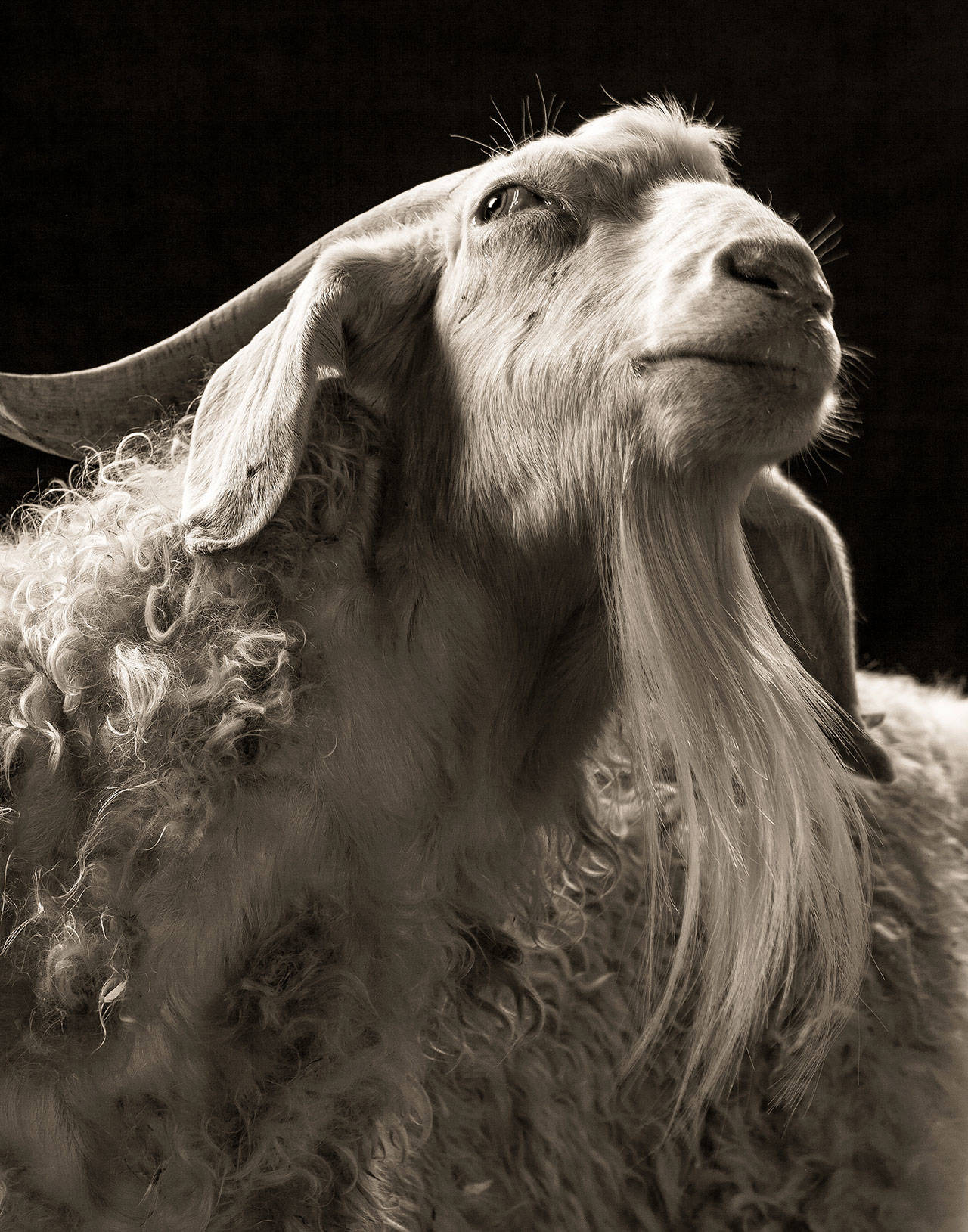 Sydney, one of many goats and sheep portrayed in the new book, “Goats and Sheep: A Portrait Farm” by photographer and Langley resident, Kevin Horan.