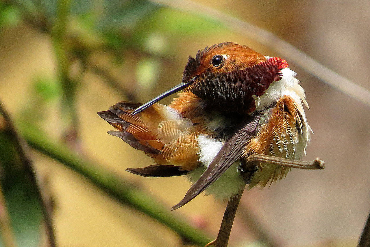 A male Rufous hummingbird preening on a tiny branch. These zippy birds visit and stay awhile in Whidbey every spring during migration. (Photo by Craig Johnson)