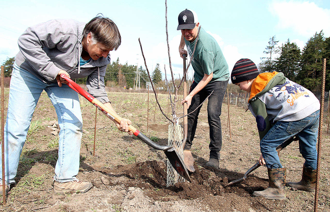Coupeville Farm to School board member Anne Harvey, Superintendent Steve King and first grader Henry Purdue plant a tree in the Farm to School programs new orchard. Photo by Laura Guido/Whidbey News-Times
