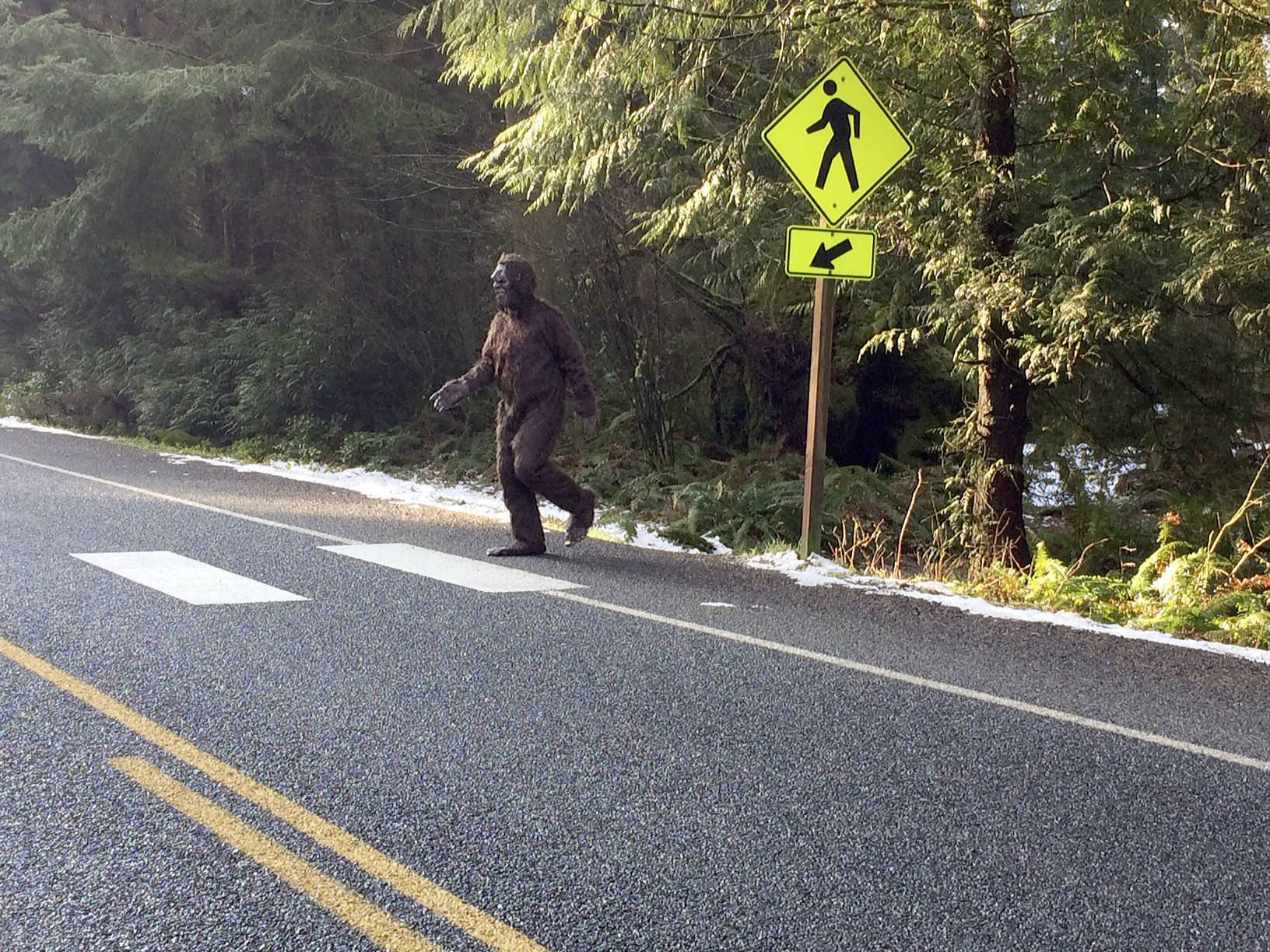 This Bigfoot-looking creature coming out of South Whidbey State Park was spotted by Maribeth Crandell of Island Transit Wednesday. The hairy being looked both ways and then used the crosswalk, she said.