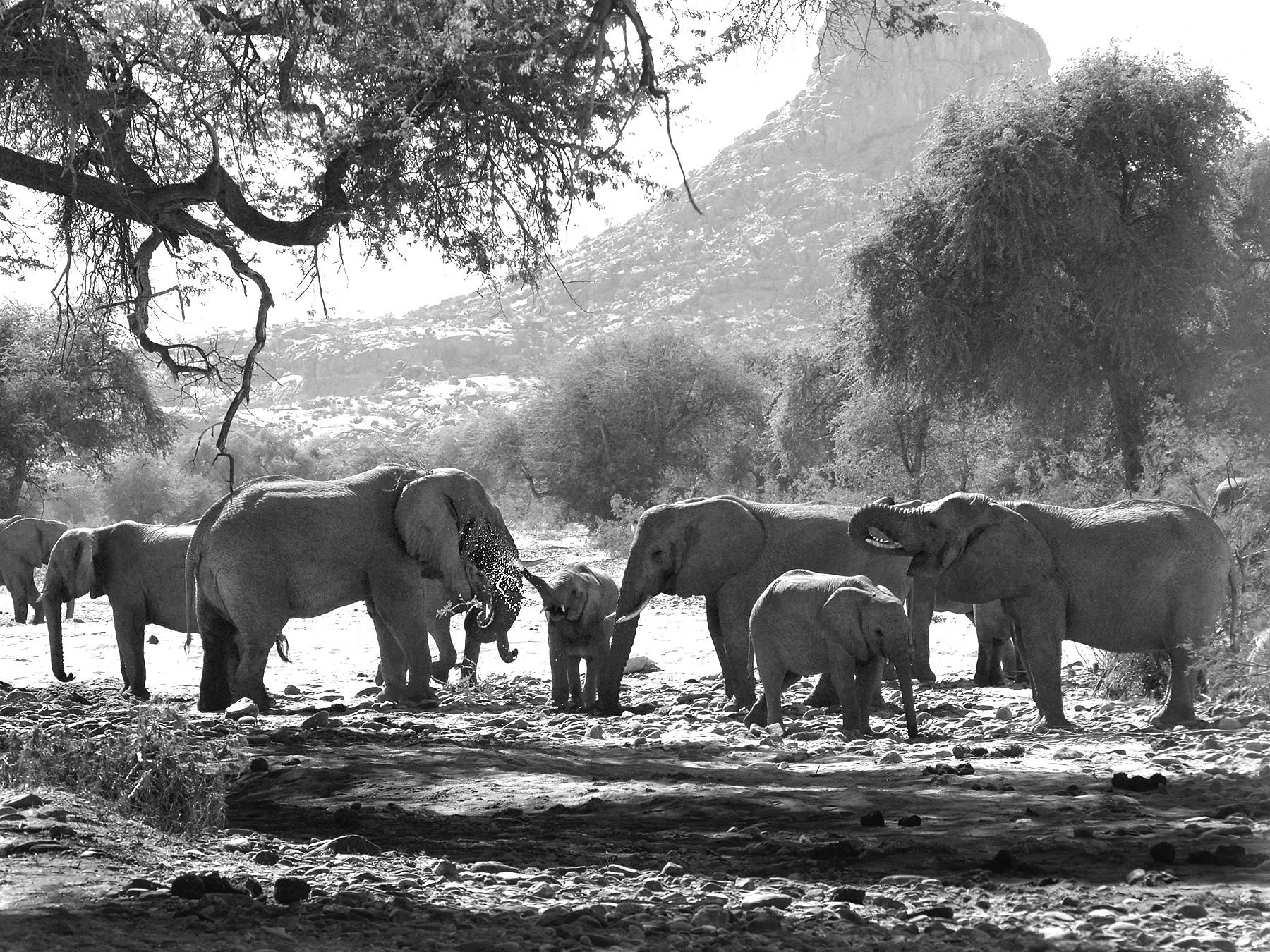 South Whidbey resident Donald J. Miller has spent four decades photographing elephants in Africa and Asia. This is a herd of desert elephants that are rebounding in Namibia because of successful anti-poaching efforts. Photo by Donald J. Miller
