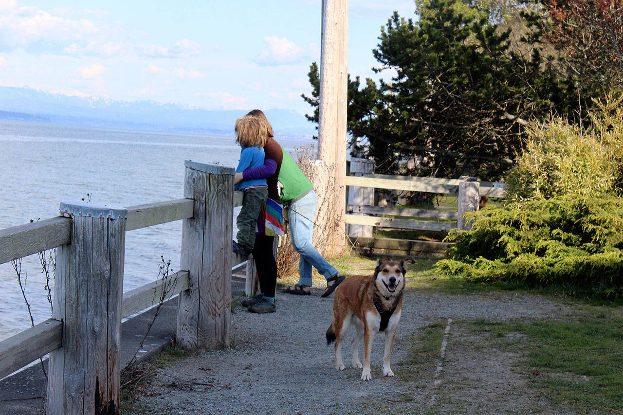 Lumi enjoys an afternoon outing at Seawall Park with his family, the Greers of Langley. Dogs were allowed to be off-leash at the waterfront park until the city council revoked its earlier decision. Now all dogs must be on a leash at all times within Langley city limits. (Photo by Patricia Guthrie/Whidbey News Group)