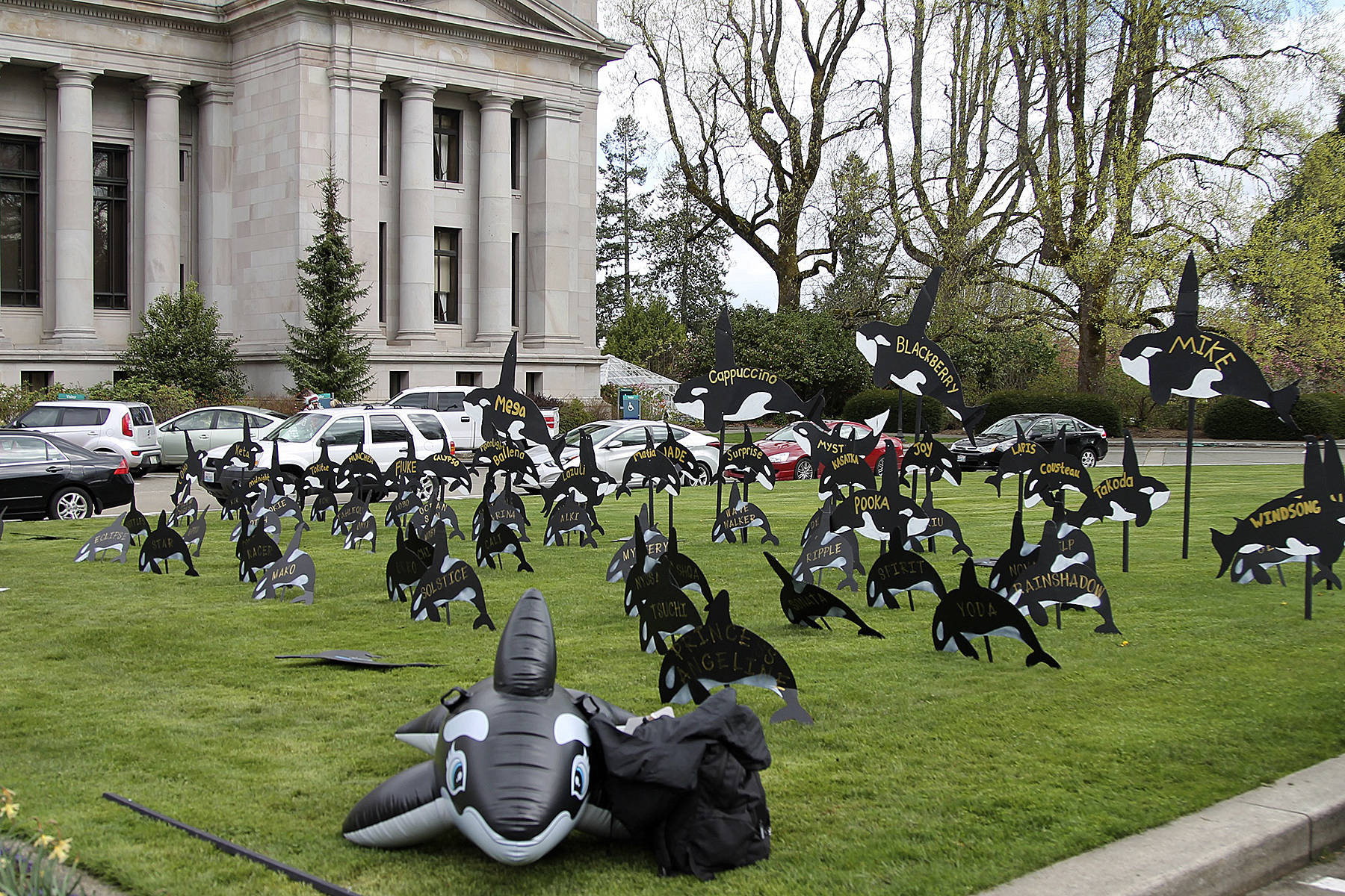 A display put up by the “North Olympic Orca Pod,” an activist group pushing for the removal of the four lower Snake River dams, shows the remaining Southern Resident Orcas. There are 75 orcas currently alive in the region. The group also put up a “ghost fin” display showing the 35 orcas who have died since 2005. — Photo by Emma Emperly, WNPA Olympia News Bureau