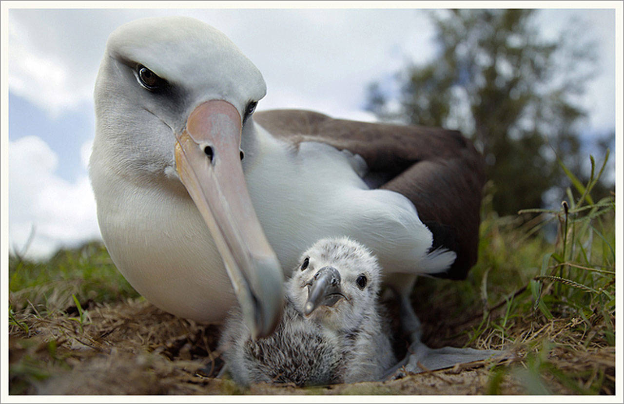 Midway Island is one of the largest breeding colonies in the world for albatross.                                (Photo provided by Chris Jordan)