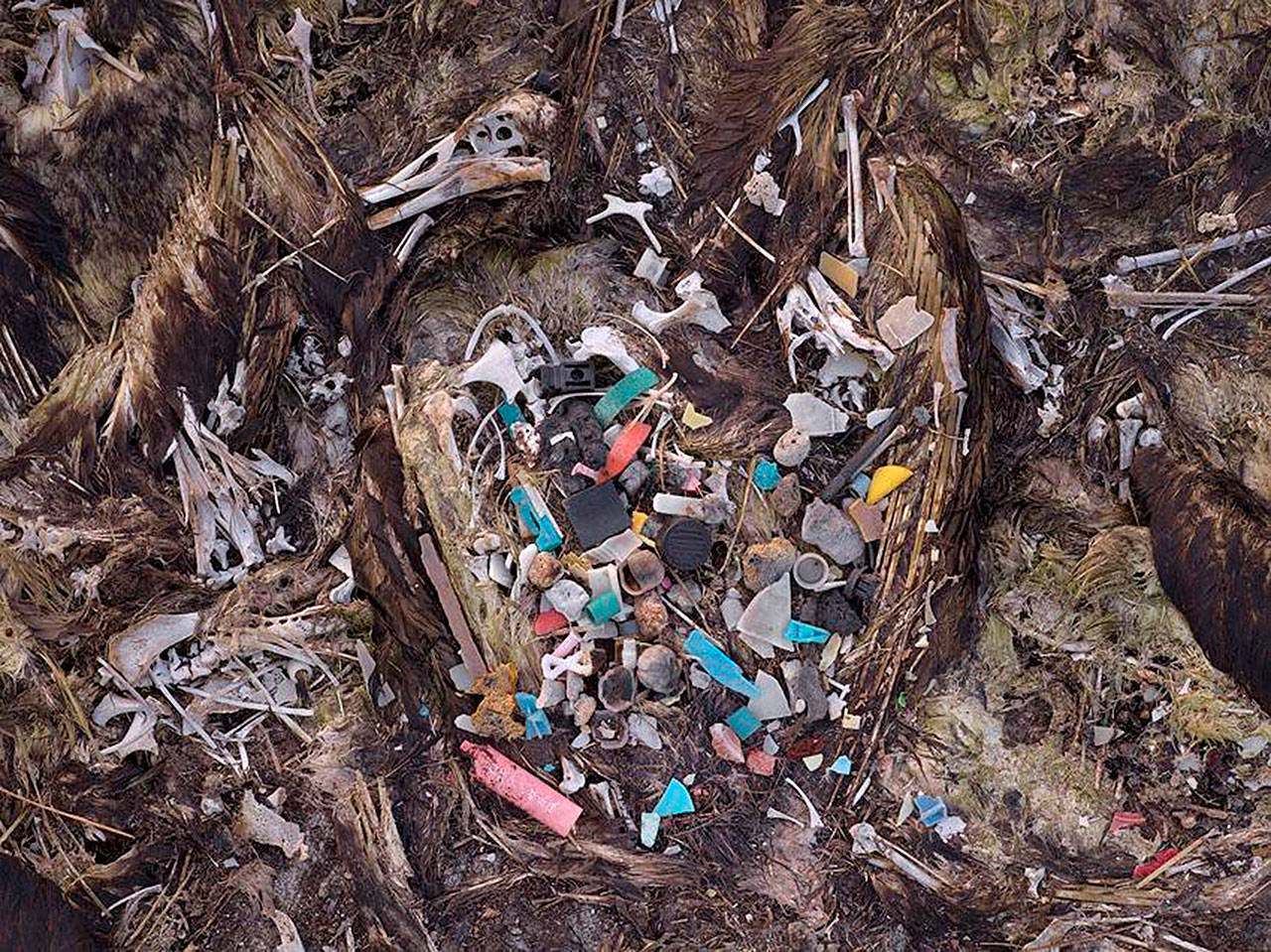 On his first trip to the remote island, the only albatross Chris Jordan saw were thousands of dead birds strewn over the beach in various stages of decomposition. “For me, kneeling over their carcasses is like looking into a macabre mirror,” he says. “These birds reflect back an appallingly emblematic result of the collective trance of our consumerism and runaway industrial growth.” (Photo provided by Chris Jordan)