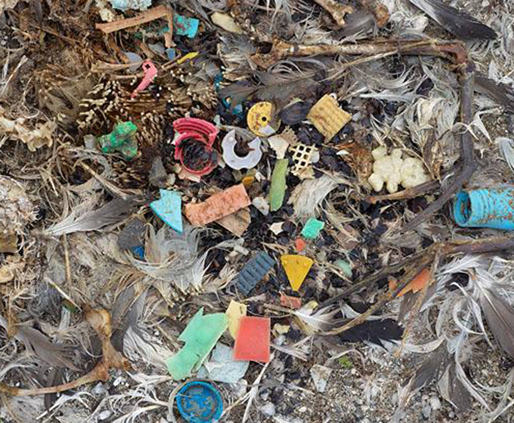 Bottle caps, printer cartridges, straws and cigarette lighters are among the detritus of modern life swallowed by the young albatross. (Photo provided by Chris Jordan)