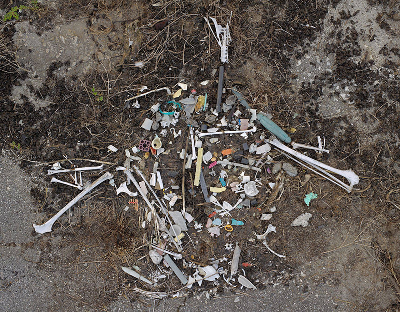 As the birds’ feathers and bones decay, small piles of garbage leave an outline of life and death. (Photo provided by Chris Jordan)