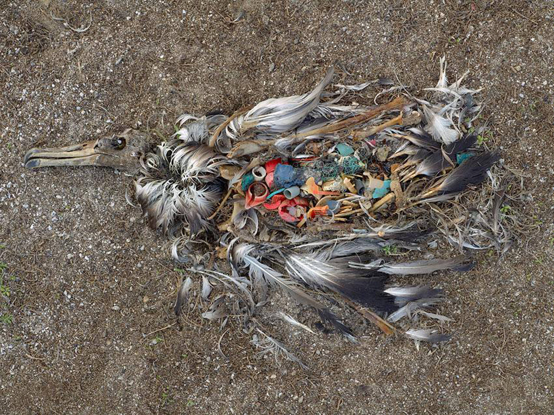 Young albatross die by the thousands at Midway Island in the Pacific after being fed plastic by their parents that’s mistaken for food. Photographer and artist Chris Jordan spent eight years documenting the beauty and destruction of one of the world’s most mythical birds. (Photo provided by Chris Jordan)