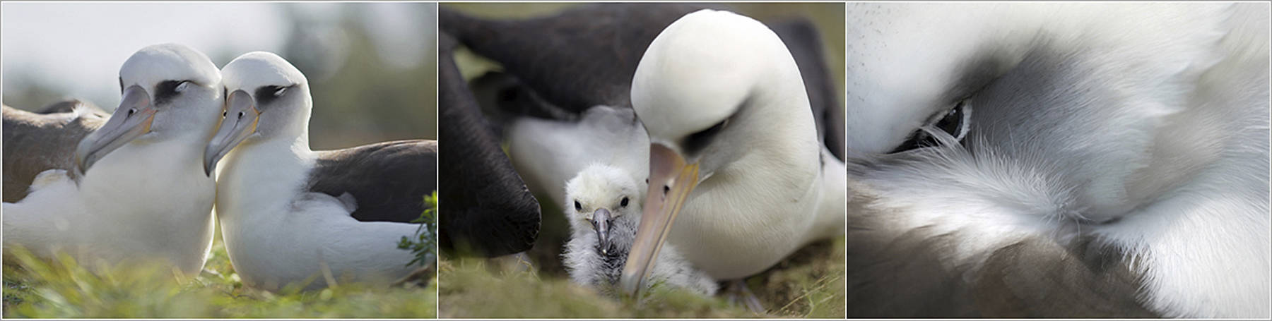 Healthy albatross can live more than 50 years, mate for life and are known to fly for years without touching land. (Photo provided by Chris Jordan)