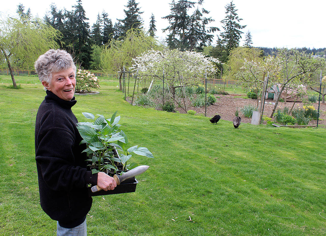 Terra Anderson carries a tray of pepper plants to her vegetable garden while her two ducks roam the ten-acre spread in Freeland. Growing backyard produce is one way she reduces her carbon footprint, which she’s been actively doing for almost 20 years. (Photo by Patricia Guthrie/Whidbey News Group)