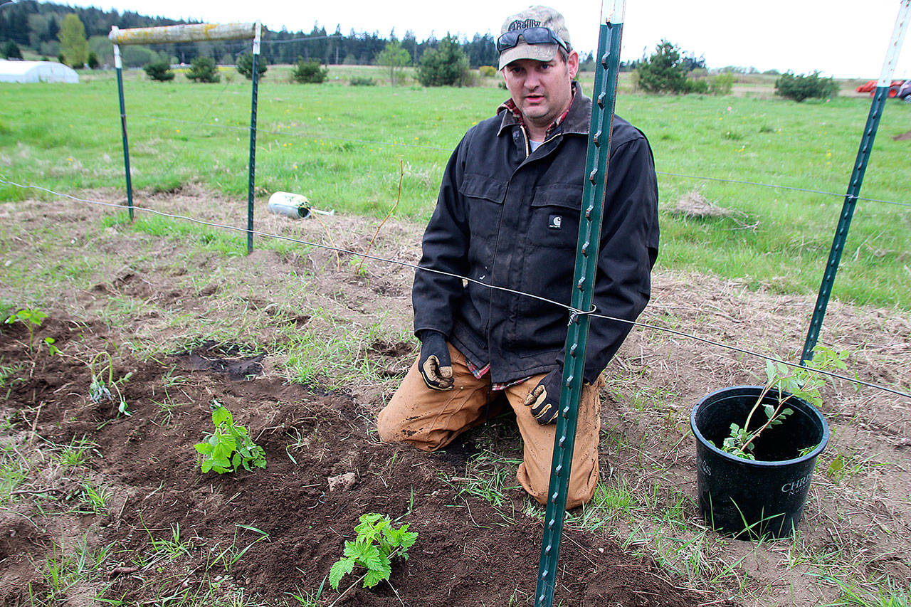 Mark Stewart plants raspberry bushes, which were donated to Boots to Roots by the nearby Salty Acres Farm.