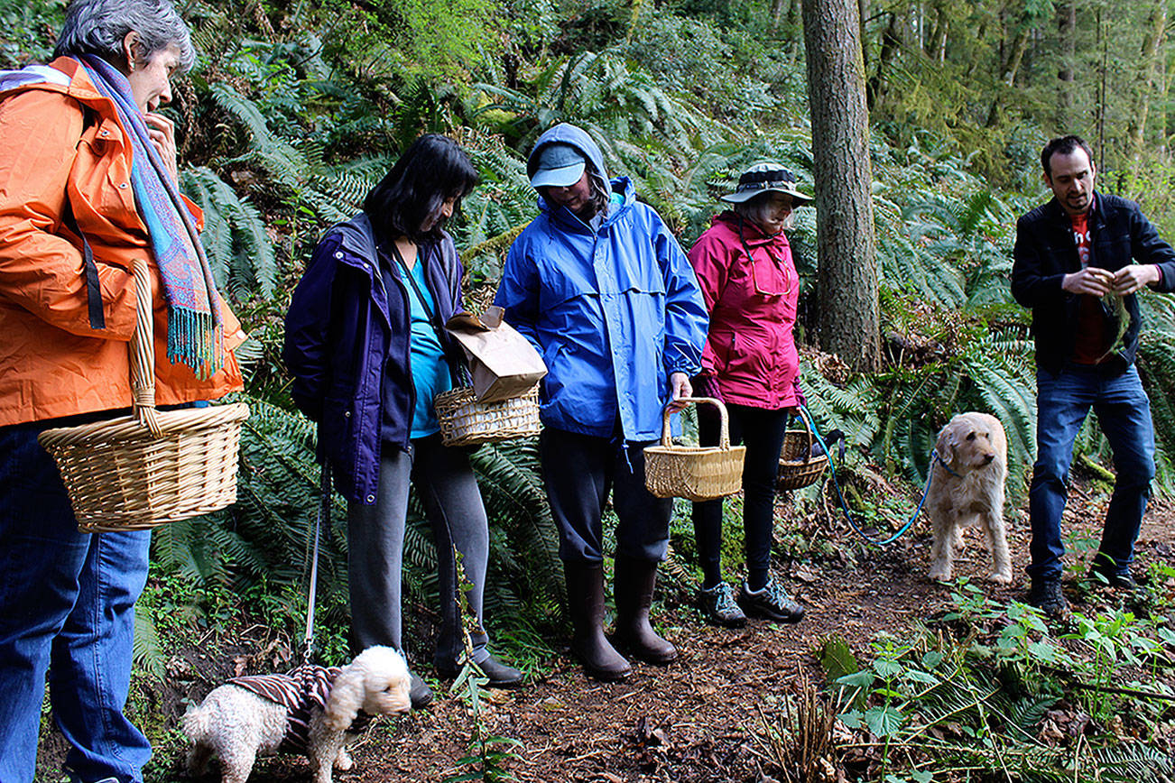Foraging with 'funguy' Travis Furlanic | South Whidbey Record