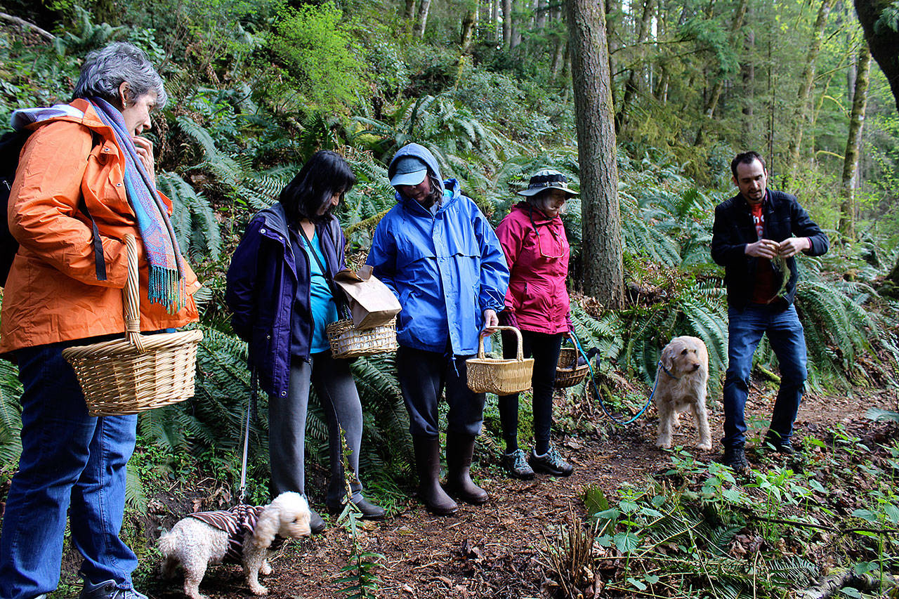 Travis Furlanic, far right, leads a recent Saturday mushroom class through the woods of Whidbey Institute. He helps students identify which mushrooms are safe to eat on the trail after teaching them about the many varieties of the prolific fungi. (Photo by Patricia Guthrie/Whidbey News Group)