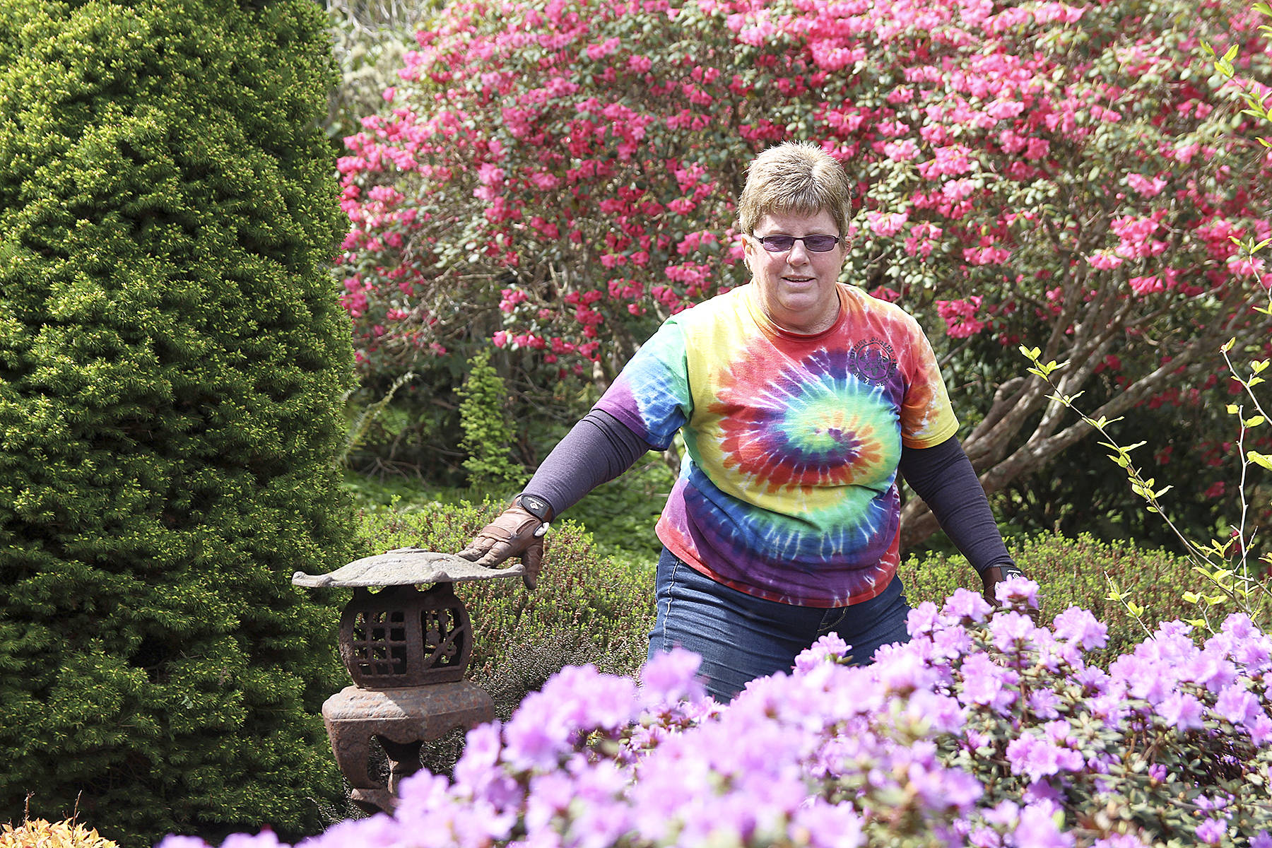 Volunteer Cheri Anderson admires the rhododendron impeditum last Thursday morning. (Photo by Laura Guido/Whidbey News Group)