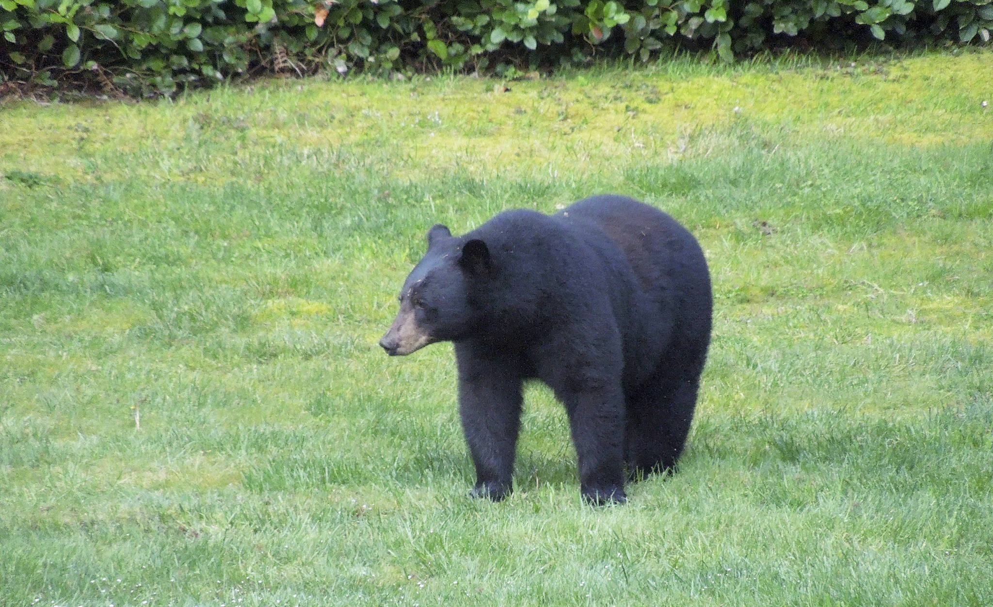 Photo provided by Glenn Hoffman                                A Coupeville resident saw a ‘wandering’ American black bear in his backyard Tuesday morning near the Kettles Recreation Area.