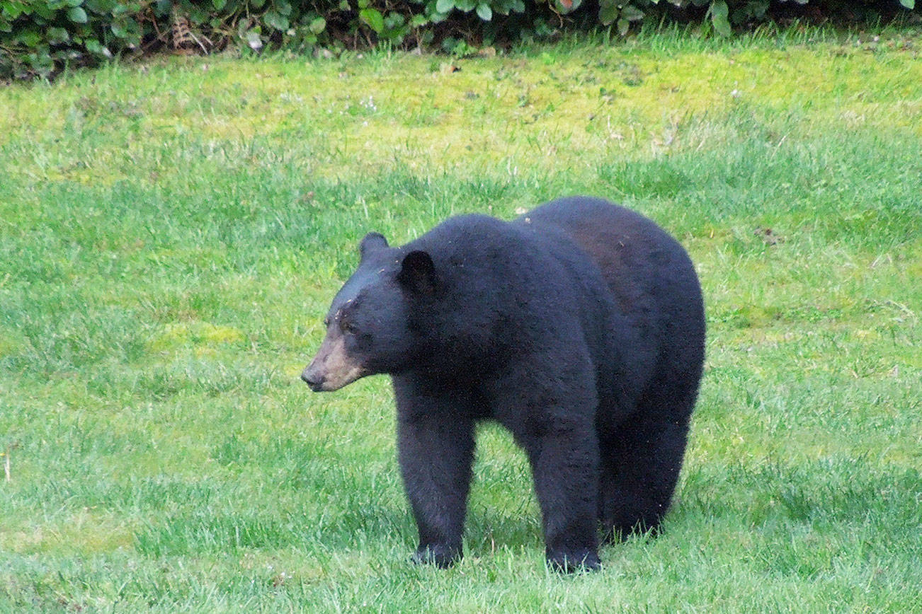 ‘Wandering bear’ is first seen on Whidbey Island in decades