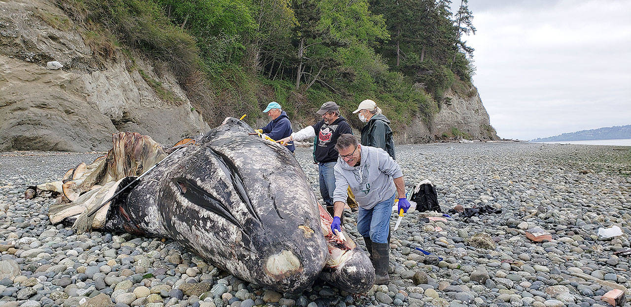 From front, members of the Central Puget Sound Marine Mammal Stranding Network Mitch Incarnato, Janet Stein, Matt Klope and Garry Heinrich retrieve parts of dead whale. Photo provided by Jill Hein