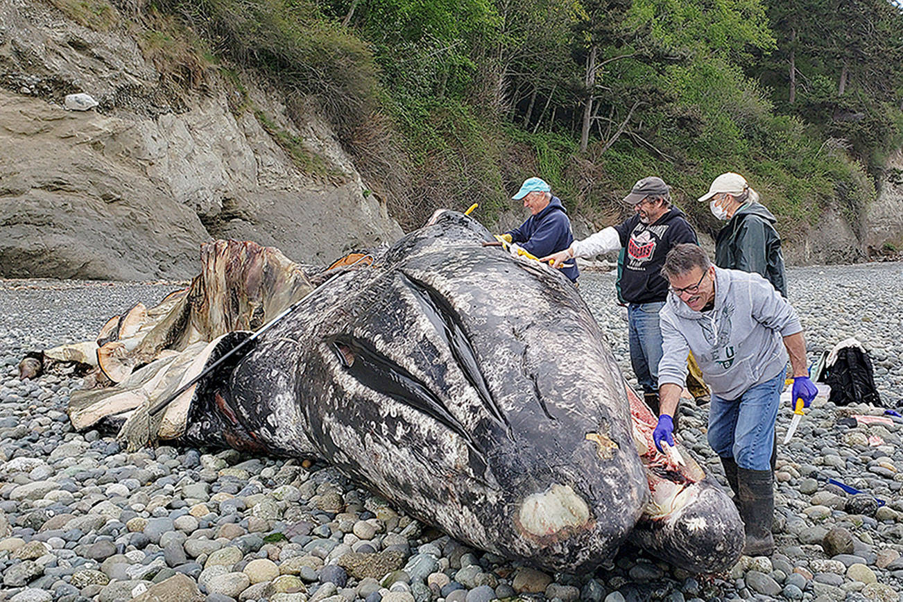 Commissioner raises stink over whale carcass