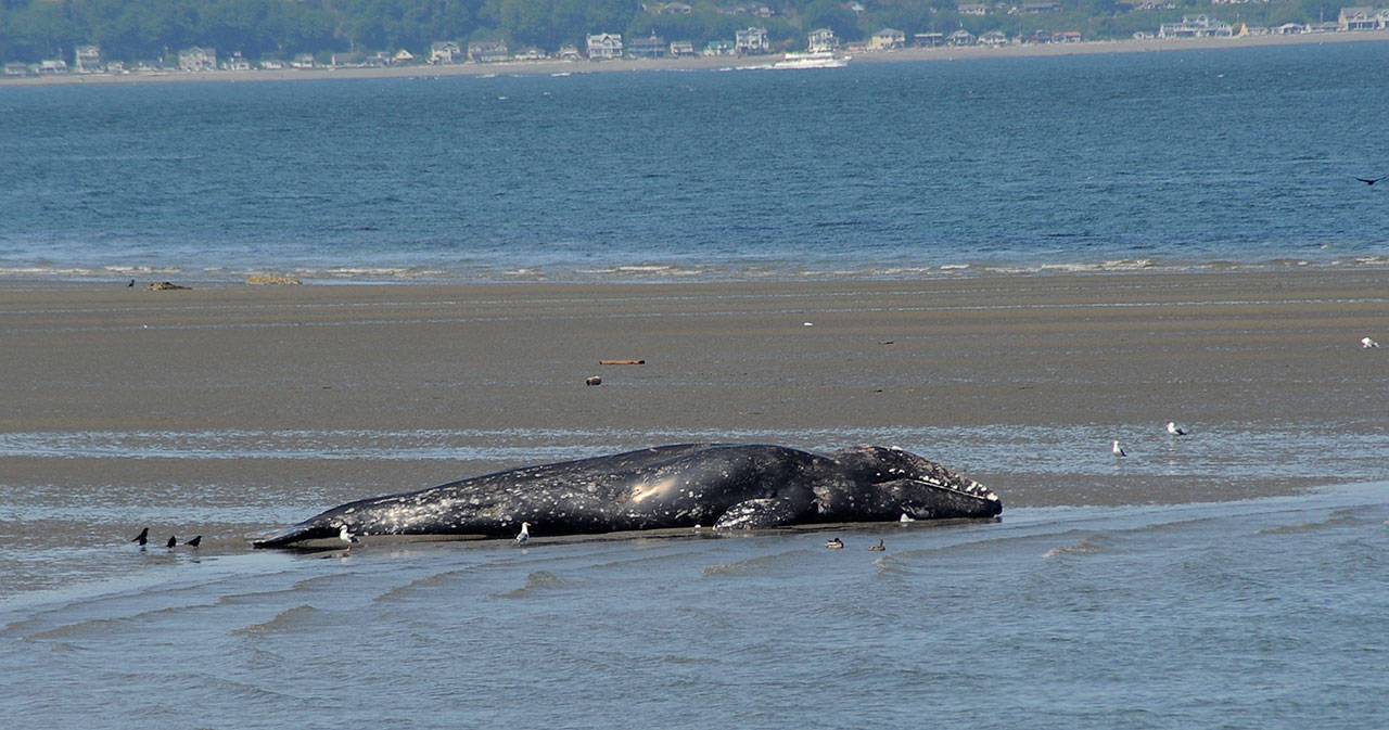 Orca Network was called May 5 to Everett’s Harborview Park to confirm the sighting of a deceased 42-feet-female gray whale. Findings stated “cause of death was not immediately apparent but appeared consistent with nutritional stress.” (Photo provided)