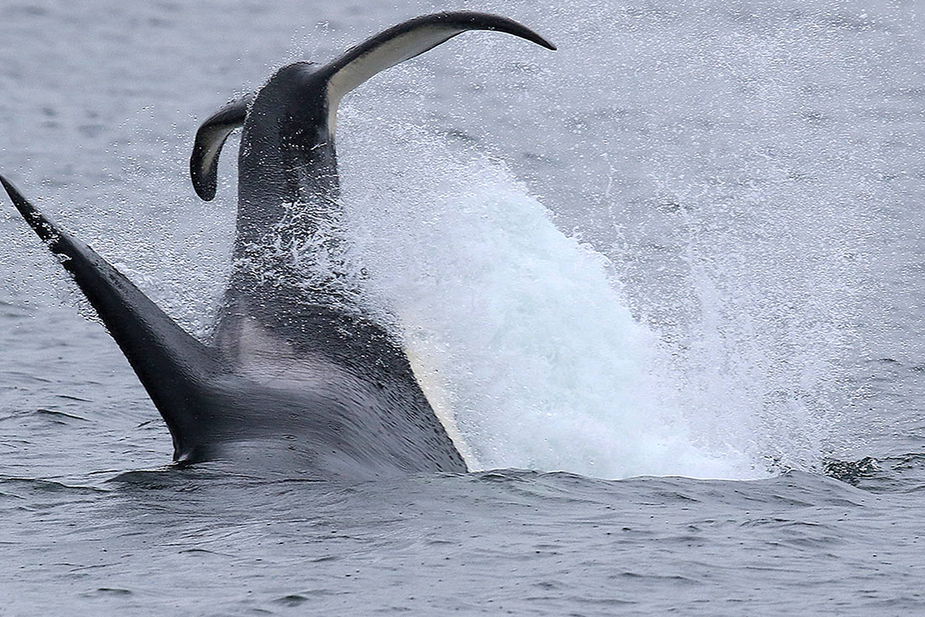 Whale-on-whale feasting ‘unusual’ for Whidbey waters