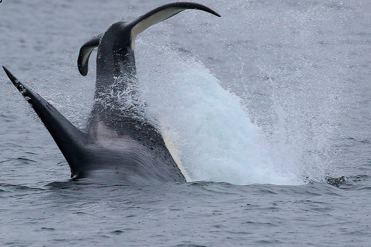 A transient killer whale dives to feed on the body of a deceased gray whale in the waters off Whidbey Island’s southern tip. Photo provided by Bart Rulon