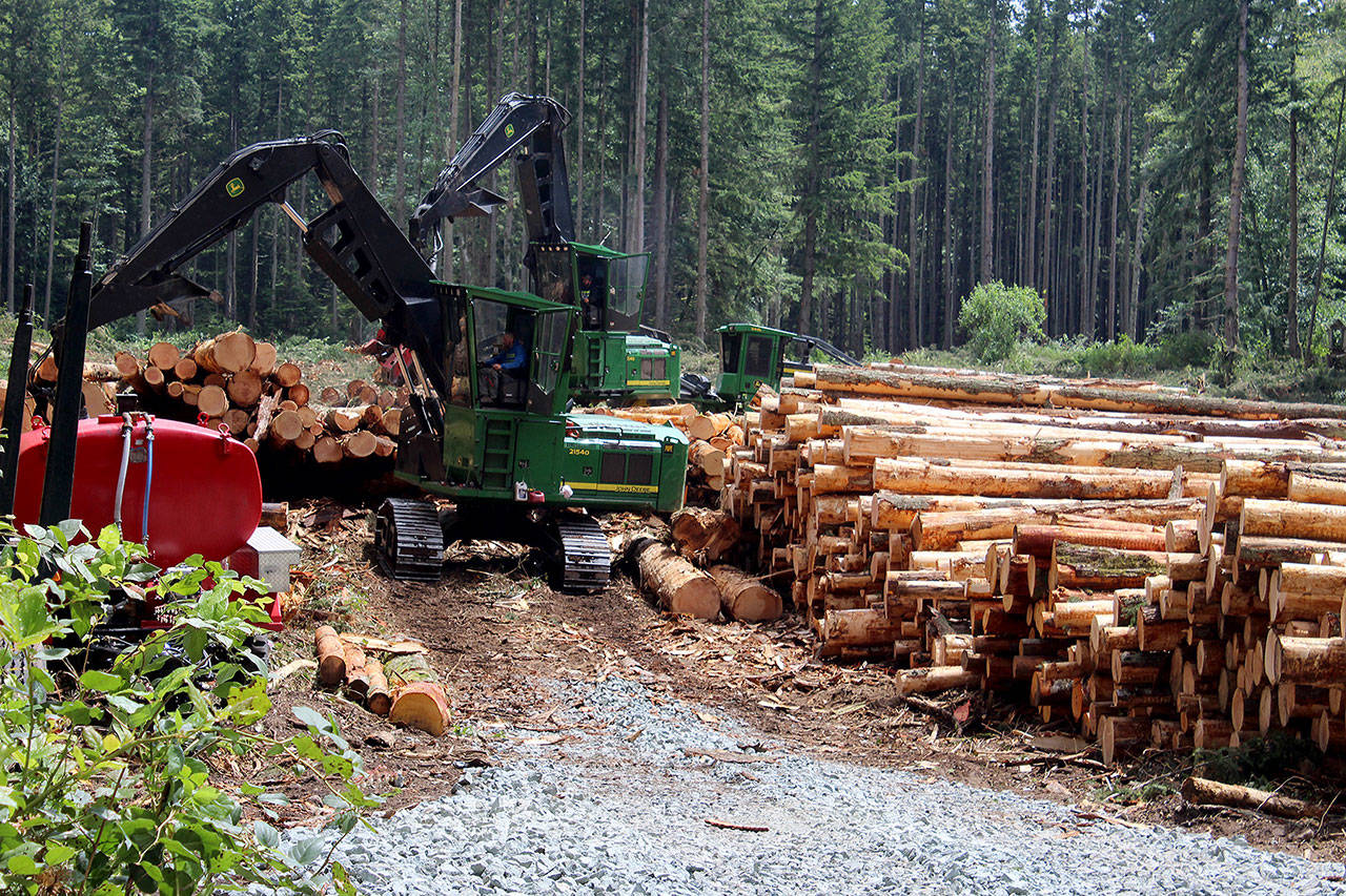 A large swatch of forest being cleared of timber off Maxwelton Road will be replanted under a state permit. Photo by Patricia Guthrie/Whidbey News Group