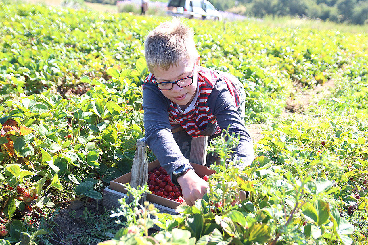 Ethan Brady, 12, harvests strawberries at Bells Farm in Coupeville. The farm is hosting its third annual Strawberry Daze festival on Saturday and Sunday. (Photo by Laura Guido/Whidbey News-Times)