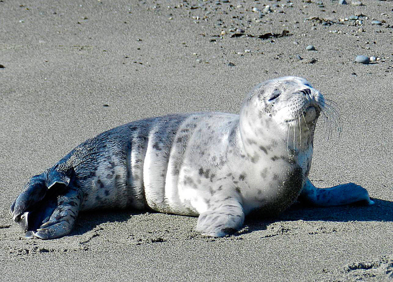 Sandra Dubpernell of the Orca Network/Central Puget Sound Marine Mammal Stranding Network took this photo of a harbor seal pup on a local beach.