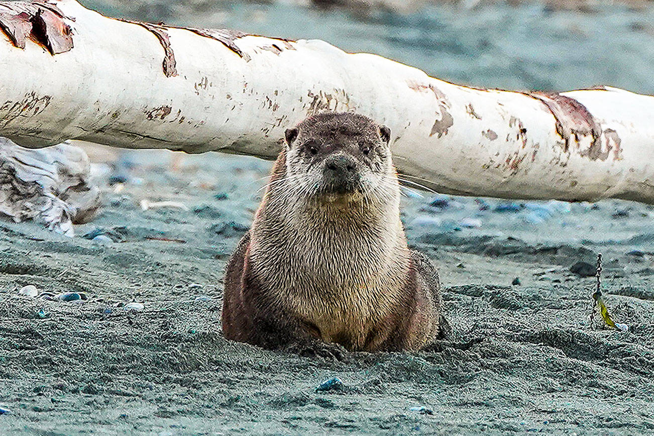 Whidbey’s elusive river otters: Professor to discuss study of the sleek creatures on July 17