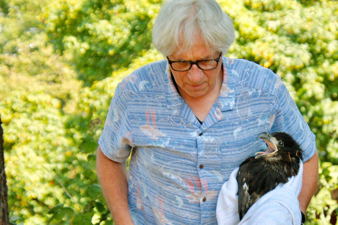 Clinton resident finds injured eaglet in yard