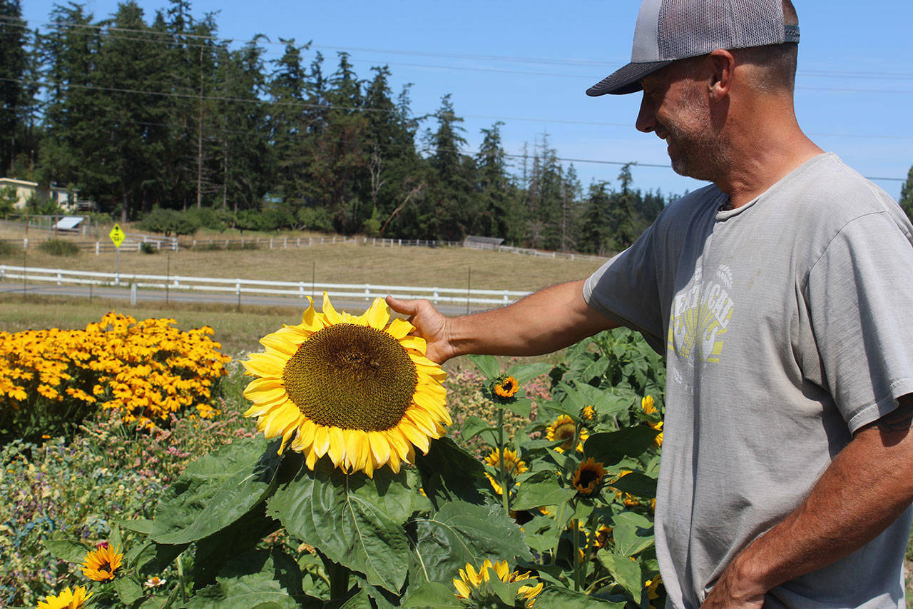 Stephen Williams shows off some of the sunflowers grown on Foxtail Farm.                                Photos by Wendy Leigh/Whidbey News Group