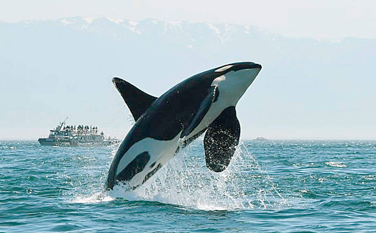 Missing resident orca K25 is absent as her pod returns to the Salish Sea. Photo by Dave Ellifrit / Center for Whale Research